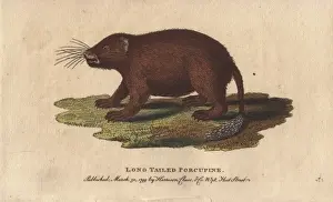 Tailed Prints: Long tailed porcupine, Trichys fasciculata