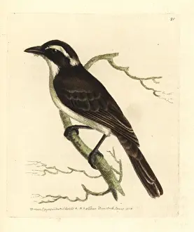 Shrike Prints: Long-tailed shrike, Lanius schach tricolor