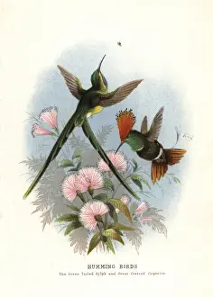 Lands Prints: Long-tailed sylph, Aglaiocercus kingi