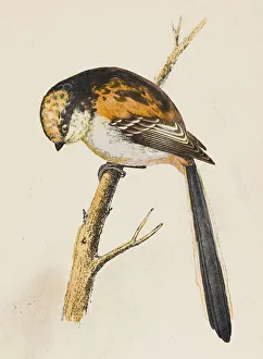 Caudata Gallery: Long-Tailed Tit (Morris)
