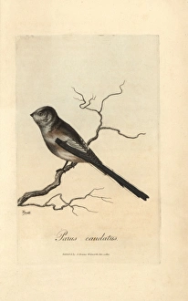 Long-tailed titmouse, Parus caudatus, Long-tailed