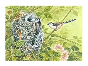 Parry Prints: Long-tailed Tits