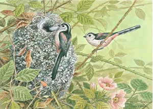 Long-tailed tits