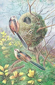 Long-tailed Tits