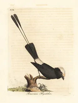 Peruvian Gallery: Long-tailed tyrant, Colonia colonus