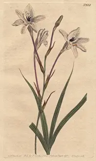 Capensis Prints: Long-tubed tritonia with pink stems and pink