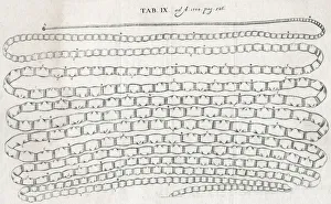 Images Dated 11th July 2018: LONG WORM