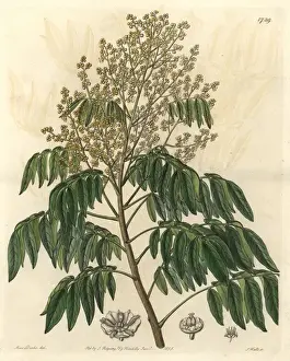 Sydenhamedwards Prints: Longan tree, Dimocarpus longan