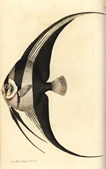 Polydore Prints: Longfin batfish, Platax teira