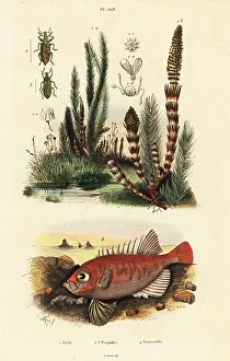 Adolph Fries Prints: Longfinned bullseye, Cookeolus japonicus