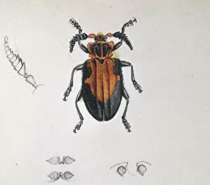 Sketch Gallery: Longhorn beetle