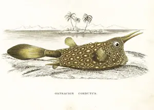 Bildersaal Prints: Longhorn cowfish, Lactoria cornuta