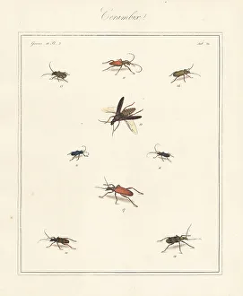 Longhorn, old house borer, violet tanbark beetle, etc