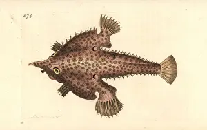 Longnose batfish, Ogcocephalus vespertilio