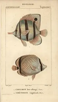 Butterflyfish Prints: Longnose butterflyfish, Forcipiger longirostris