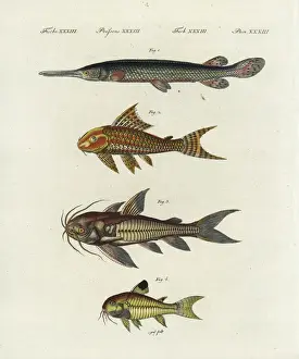 Catfish Prints: Longnose gar, suckermouth, Raphael and spotted catfish