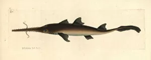 Shark Collection: Longnose sawshark, Pristiophorus cirratus