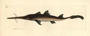 Shark Prints: Longnose sawshark, Pristiophorus cirratus