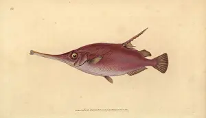 Scolopax Prints: Longspine snipefish, Macroramphosus scolopaX