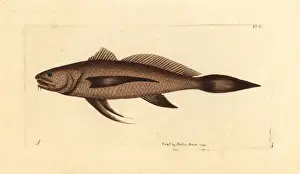 Longtail croaker fish, Lonchurus lanceolatus