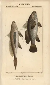 Hippolyte Prints: Longtail croaker, Lonchurus lanceolatus
