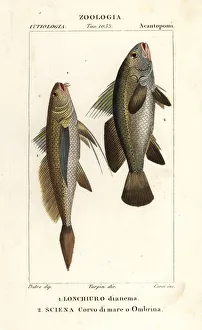 Longtail croaker and stone bass