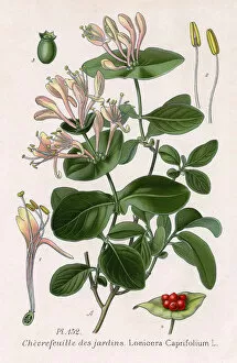 Jardins Collection: Lonicera Caprifolium