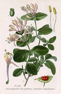 Images Dated 4th May 2016: Lonicera Caprifolium