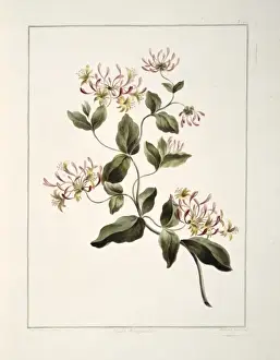Honeysuckle Prints: Lonicera caprifolium, Dutch honeysuckle