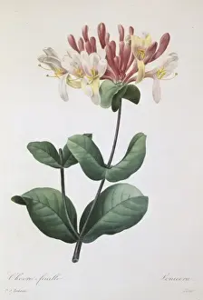 Climber Prints: Lonicera caprifolium, honeysuckle