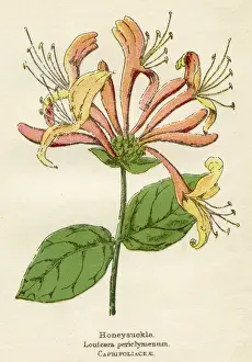 Honeysuckle Prints: LONICERA PERICLYMENUM