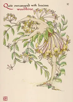 Lonicera Periclymenum