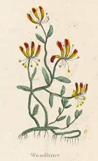 Lonicera Periclymenum