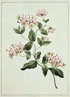 Lonicera sp. honeysuckle