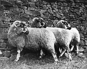 Three Lonk Sheep
