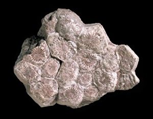 Polyp Gallery: Lonsdaleia, coral