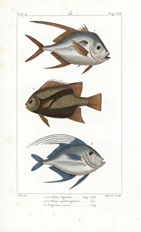 Germain Gallery: Lookdown 1, 3 and Atlantic spadefish 2