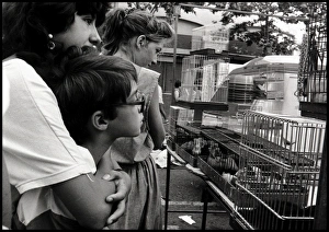 Caged Gallery: Looking a caged birds in market, Valencia, Spain