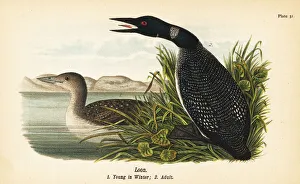 Philadelphia Prints: Loon, Gavia immer