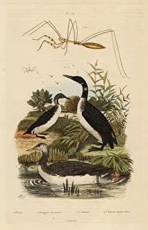 Casse Collection: Loons and thread-legged bug