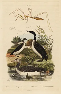 Arctica Gallery: Loons and thread-legged bug