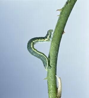Loop Gallery: Looper caterpillar