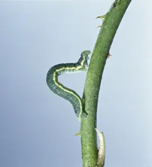 Loop Prints: Looper caterpillar