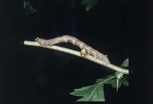 Twig Prints: A looper caterpillar looking like a twig
