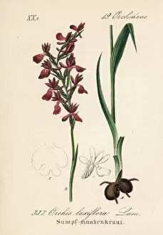 Orchis Gallery: Loose-flowered orchid, Anacamptis laxiflora