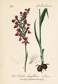 Orchis Prints: Loose-flowered orchid, Anacamptis laxiflora