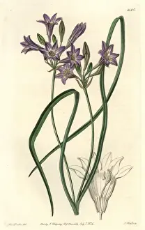 Loose-flowering tritelia or ithuriels spear, Tritelia laxa