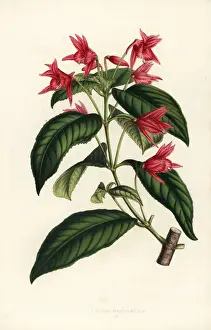 Macrophylla Prints: Lopezia grandiflora