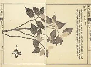 Lophanthus sp