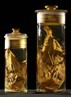 Angler Fish Gallery: Lophiodes naresi, monkfish